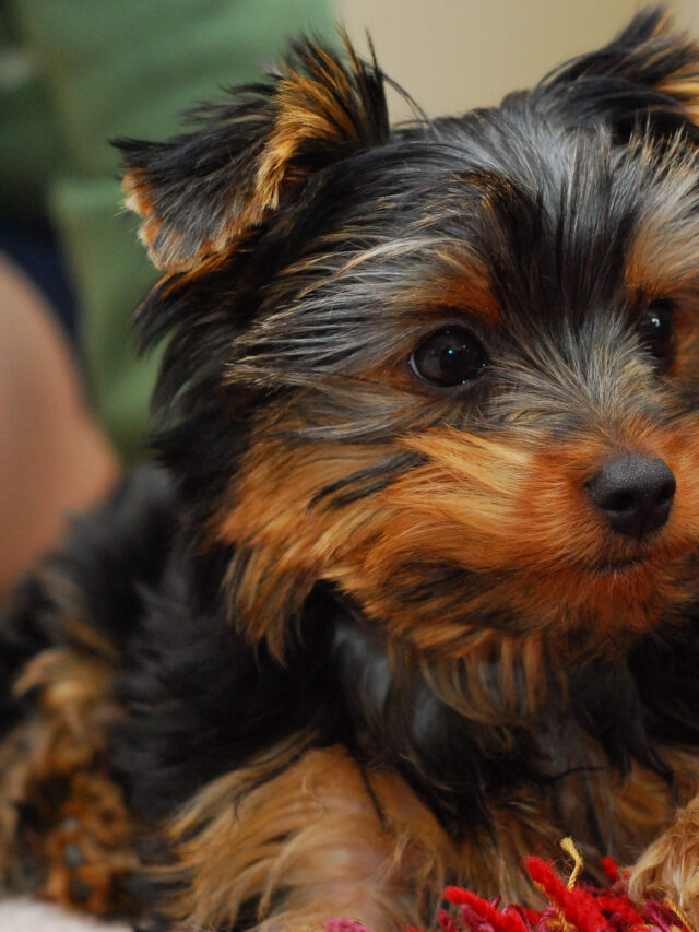 Is it a good idea to have a Yorkshire Terrier and a puppy at the same time?