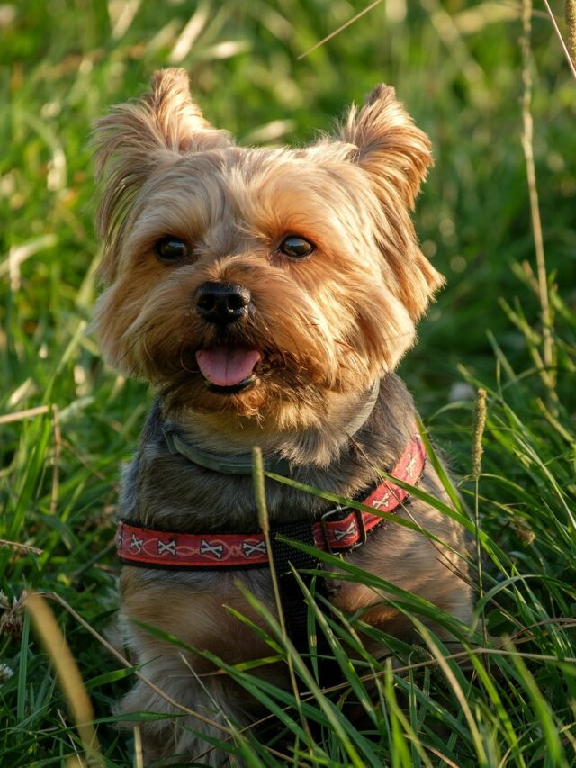 Is it bad to have your Yorkshire Terrier up high?